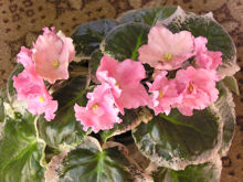 Buckeye Inspiration Pink